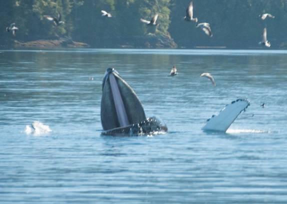 Baleia usa nadadeiras para empurrar peixes para a sua boca aberta, durante passeio de barco em Telegraph Cove, na Vancouver Island, na Columbia Britânica, costa oeste do Canadá